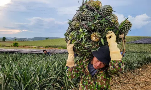 Giá dứa tăng cao, nông dân phấn khởi, doanh nghiệp loay hoay