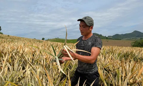 Thanh Hóa: Gần 5 ha dứa và mía của người dân bị phá hoại trong đêm