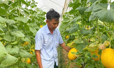 Lão nông dân thu tiền tỷ mỗi năm nhờ dồn điền đổi thửa