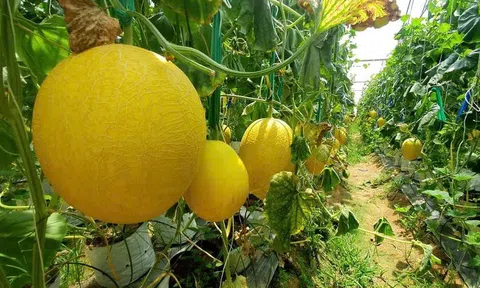 Hơn 31.000 ha sản xuất nông nghiệp tại Thanh Hóa được liên kết tiêu thụ