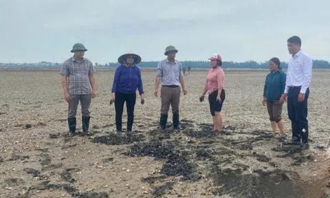 Thanh Hóa: Xác định nguyên nhân ngao chết hàng loạt ở phường Ngọc Sơn