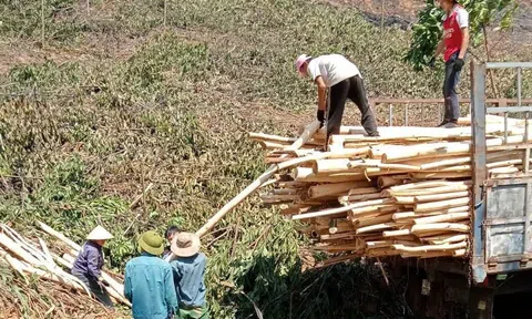 Cơn “sốt” giá đẩy người trồng keo vào vòng luẩn quẩn