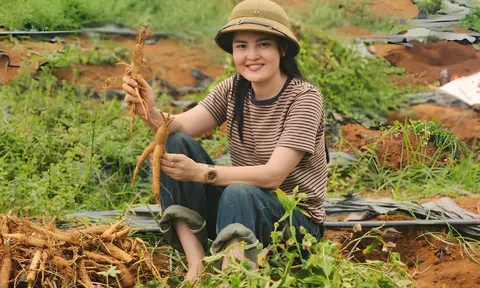 Cây dược liệu – Hướng đi mới cho kinh tế xanh ở Thanh Hóa