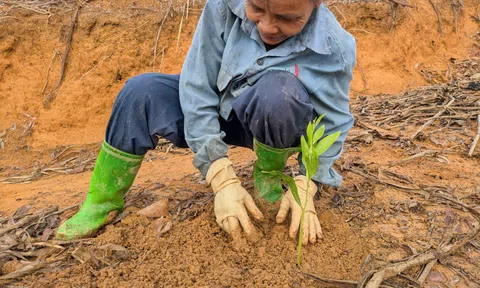 Nông dân vùng núi xứ Thanh gieo mầm xanh trên những đồi trọc sau mưa