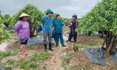 Hợp Tiến gấp rút khắc phục sau bão số 5, bảo vệ “thủ phủ” đào, quất của xứ Thanh
