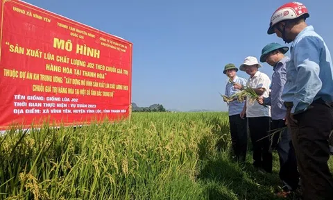 Nông nghiệp Thanh Hóa – Bứt phá từ những cây trồng quen thuộc