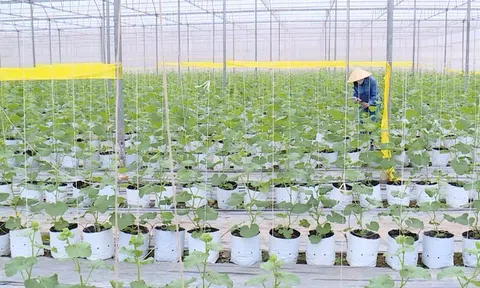 Nông sản Thanh Hóa chinh phục thị trường ngoại nhờ nông nghiệp xanh, công nghệ cao