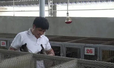 Anh nông dân kiếm tiền tỷ mỗi năm từ mô hình nuôi cày hương