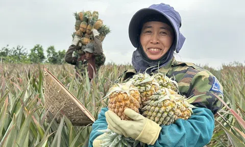 Khai mở tiềm năng nông nghiệp hữu cơ Ninh Bình