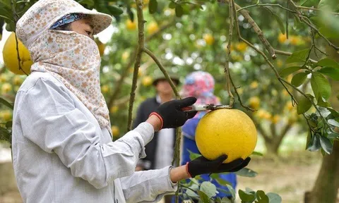 Nông nghiệp Thanh Hóa bứt phá nhờ định hướng đúng đắn