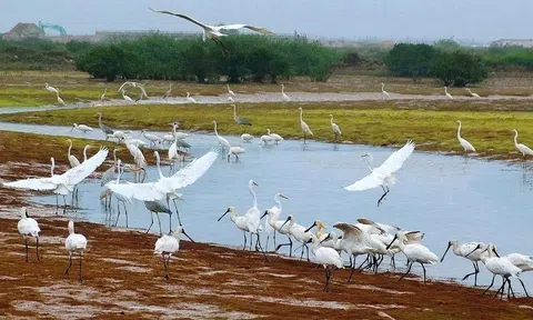 Xuân Thủy (Ninh Bình): Biểu tượng mới của ASEAN về thiên nhiên và bảo tồn