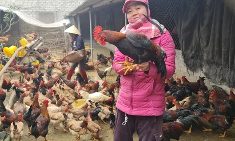 Liên kết chăn nuôi gia cầm: Hướng đi tất yếu cho nông nghiệp Thanh Hóa