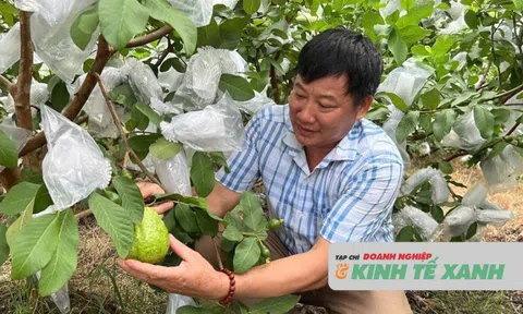 Nông dân xứ Thanh làm giàu từ cây đặc sản