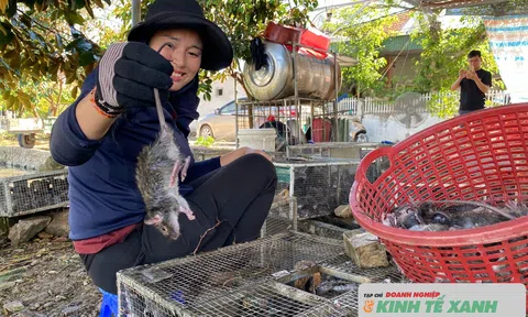 Nông dân xứ Nghệ đút túi tiền triệu mỗi ngày nhờ săn chuột đồng