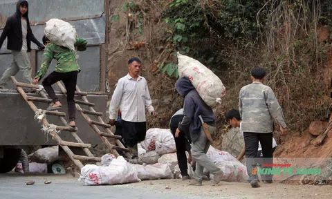 Phận đời cây sắn xứ Thanh