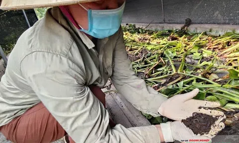 Nuôi trùn quế ở Thanh Hóa - Từ mô hình làm giàu đến nông nghiệp xanh