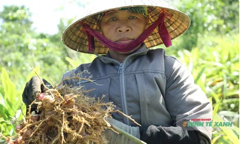 Riềng lên giá, người dân Xuân Du đón mùa bội thu