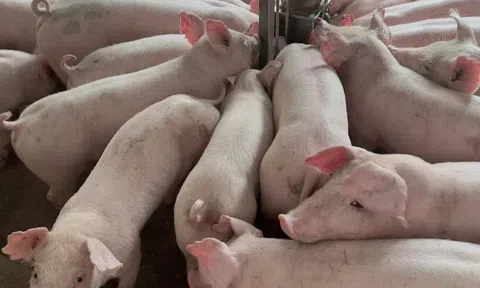 Nghệ An kiểm soát tốt dịch bệnh, tổng đàn vật nuôi tăng ổn định