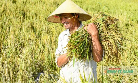 Bão số 10 gây ngập úng, nông dân Thanh Hóa gồng mình cứu lúa