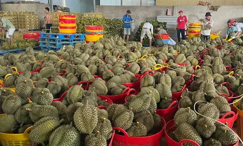 Nông dân Lâm Đồng phấn khởi vì sầu riêng được mùa được giá