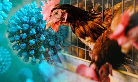 Bộ Y tế yêu cầu tăng cường phòng, chống cúm gia cầm lây nhiễm sang người