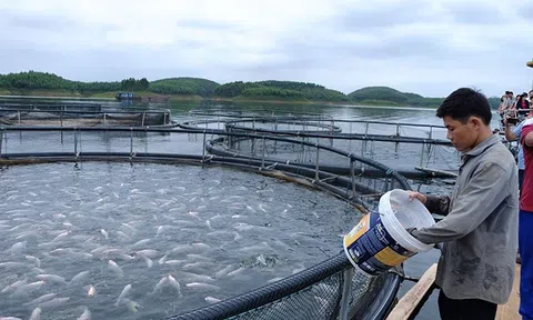 Hiệu quả phát triển mô hình nuôi cá lồng trên hồ Thác Bà