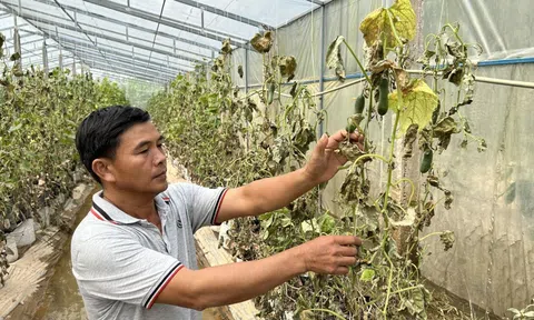 Mưa lũ gây nhiều thiệt hại về hoa màu tại Huế và Đà Nẵng