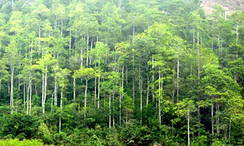 Quảng Nam: Chuyển đổi 80ha rừng sản xuất để làm khu công nghiệp Tam Anh - An An Hòa