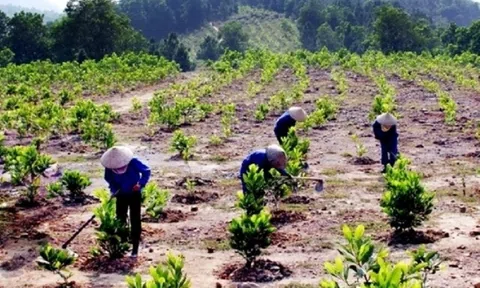 C.P. Việt Nam khởi động dự án trồng rừng tại Thừa Thiên - Huế