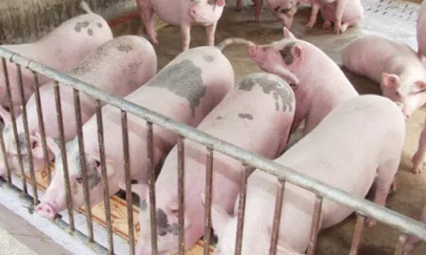 Giá heo hơi ngày 9/11: Tiếp tục biến động trái chiều, giá heo hơi nhiều địa phương ở miền Bắc tăng 2.000-3.000 đồng/kg