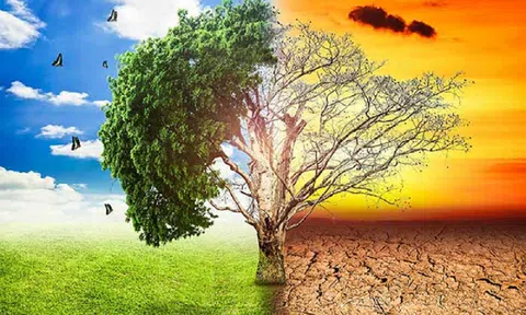 Hội nghị COP27: Liên hợp quốc công bố khởi động Sáng kiến thị trường carbon châu Phi