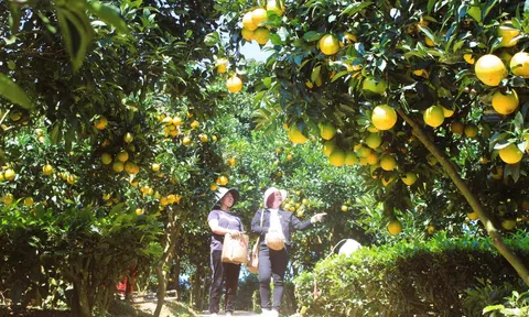 "Sắc màu Mộc Châu" hút hồn du khách