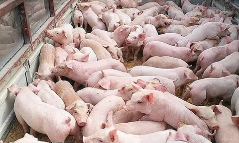 Giá heo hơi hôm nay 11/11: Tăng nhẹ trên cả 3 miền