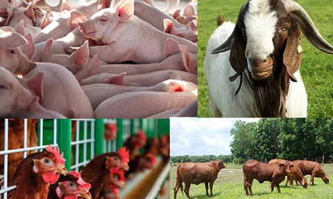 Nhiều chính sách khuyến khích, thu hút doanh nghiệp đầu tư vào chăn nuôi