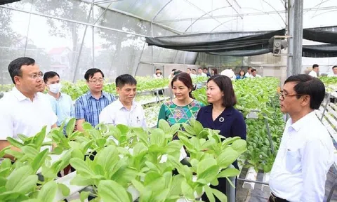 Hà Nội: Đẩy mạnh tái cơ cấu hướng tới phát triển nông nghiệp xanh, bền vững