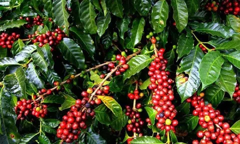 Tiêu dùng xanh ngày 21/11: Giá cà phê trong nước đồng loạt dưới mức 40.000 đồng/kg