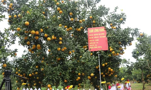 Lục Ngạn (Bắc Giang) tổ chức Chương trình du lịch “Về miền quả ngọt Lục Ngạn” năm 2022