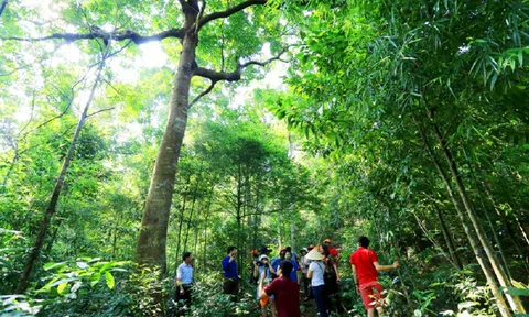 Quảng Ninh nâng cao diện tích rừng phòng hộ, rừng đặc dụng