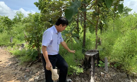 Lâm Đồng: Sử dụng camera tầm cao hỗ trợ quản lý, giám sát lâm nghiệp và khoáng sản