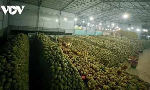 Tiền Giang: Nông dân cần thận trọng khi mở rộng diện tích cây sầu riêng