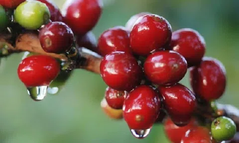 Tiêu dùng xanh ngày 30/11: Giá cà phê trong nước và thế giới đều tăng