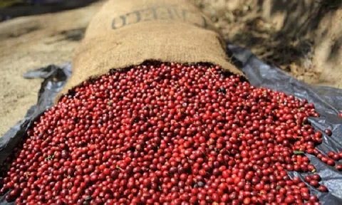 Tiêu dùng xanh ngày 11/12: Giá cà phê trong nước quay đầu giảm, cao nhất 40.800 đồng/kg