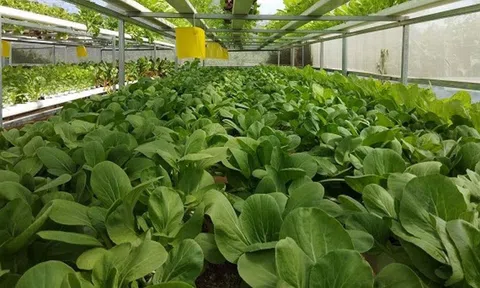 Nhiều mô hình khởi nghiệp sản xuất hữu cơ tác động tích cực đến ngành nông nghiệp