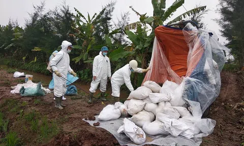 Cả nước tiêu hủy hơn 55.000 con lợn trong năm 2022