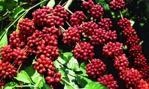 Giá cà phê ngày 23/12: Giá cà phê trong nước tiếp tục tăng nhẹ, cao nhất 41.000 đồng/kg