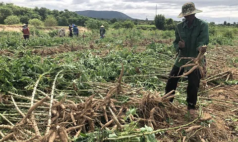 Đắk Lắk: Huyện Krông Búk phát triển nông nghiệp bền vững