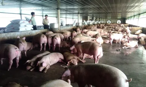 Giải pháp xử lý môi trường trong chăn nuôi