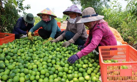 Long An: Trồng cây chủ lực theo tiêu chuẩn hữu cơ, nông dân phấn khởi hàng được giá cao