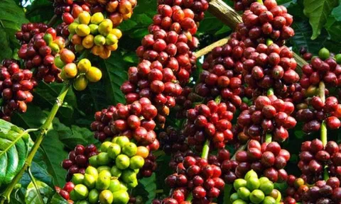 Giá cà phê ngày 31/12: Giá cà phê trong nước giảm mạnh, cao nhất 39.800 đồng/kg