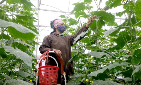 Hà Nội chọn nông nghiệp công nghệ cao làm điểm nhấn phát triển trong thời gian tới